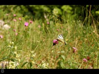 /album/haligovske-skaly-pieniny-haligovce/haligovske-skaly-06-jpg/